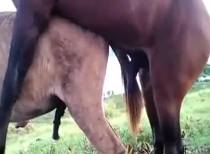 Video :Two horses having sex in the farm